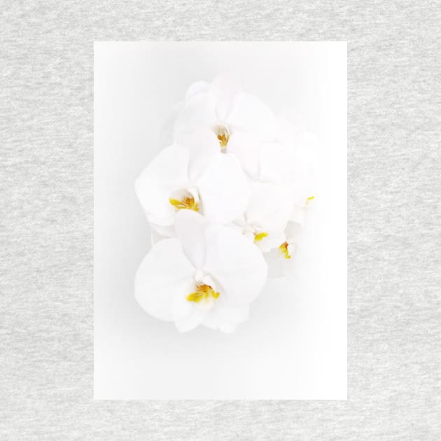 White Orchids by peachesinthewild